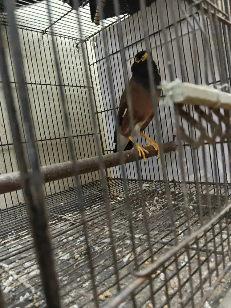 Jalak nias bodi big
