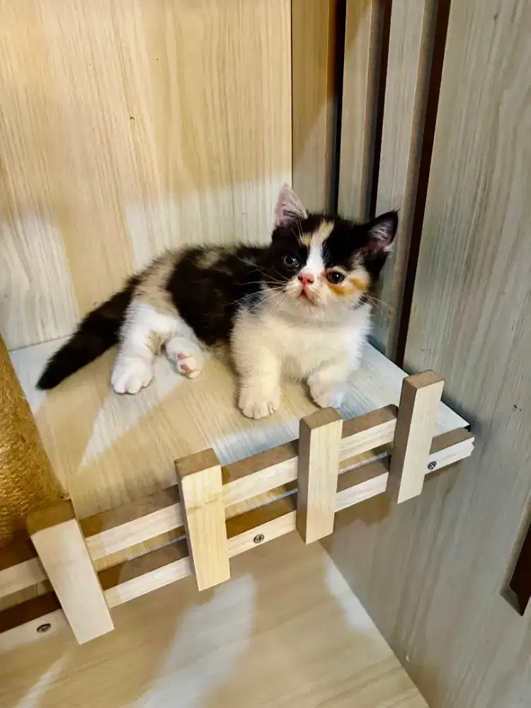 Kucing Munchkin calico