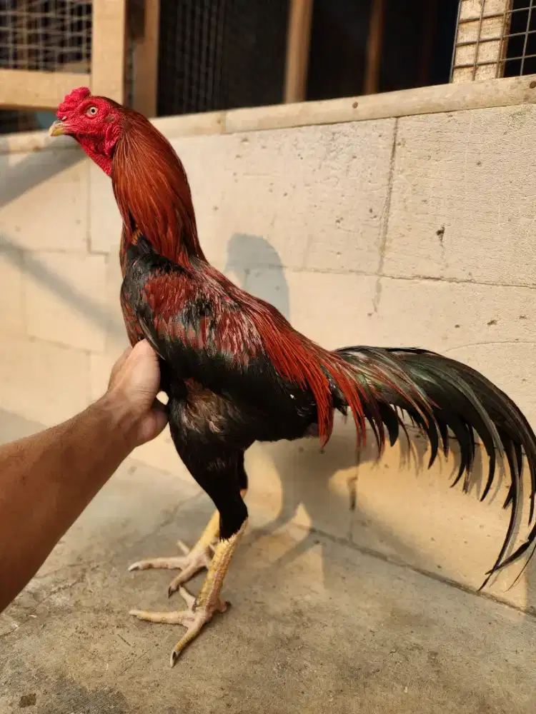Ayam bangkok koytrad super mewah bervideo