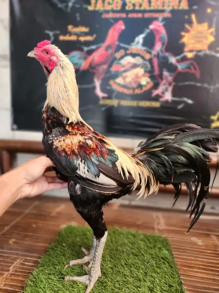 Ayam bangkok pama super kuda lari mewah bervideo