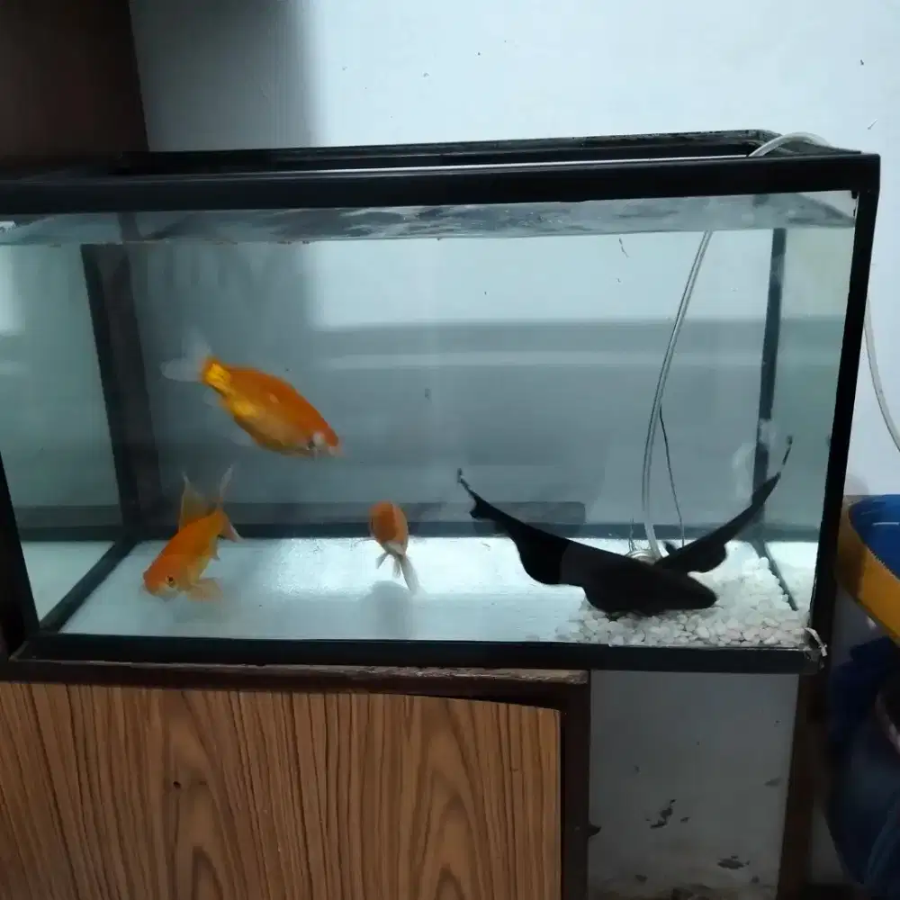 Jual ikan bonus Aquarium