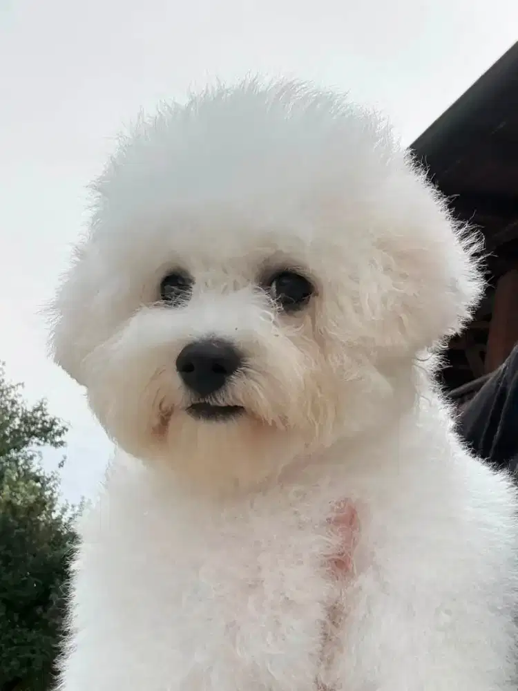 Bichon frise Male