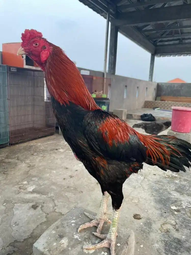 Ayam bangkok semi ekor lidi