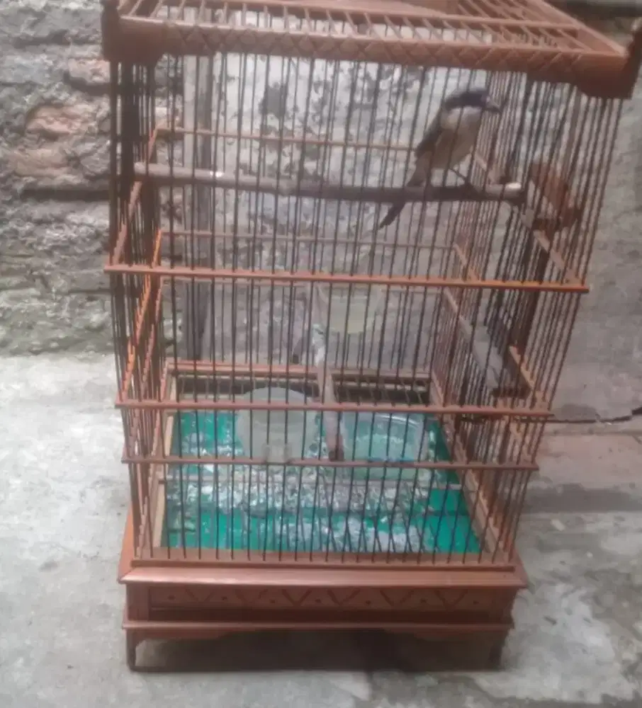 Burung pentet Jawa Barat