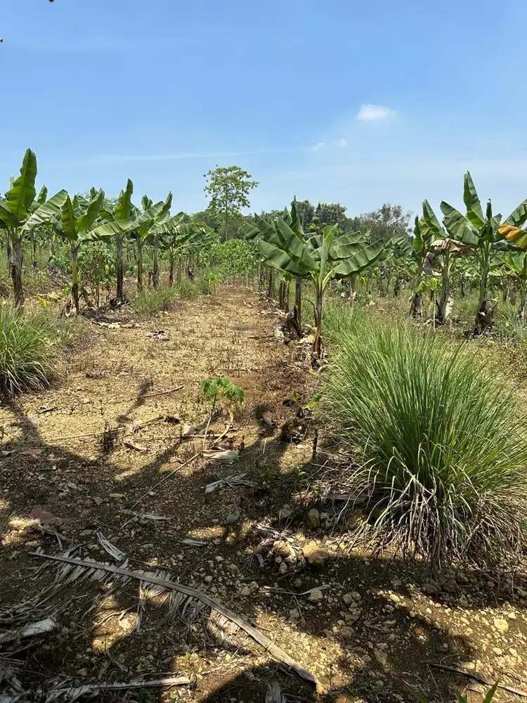 Dijual TANAH KEBUN 1505 M2, Klapanunggal