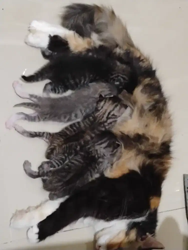 Kucing mom n kitten Persia sepaket