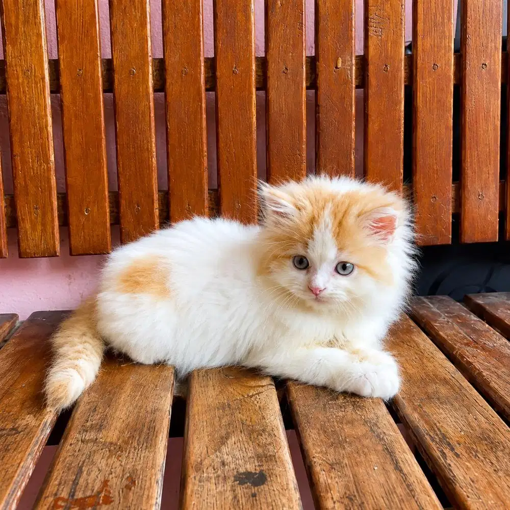 KITTEN PERSIAN FLATNOSE BULU KAPAS (anakan peaknose)