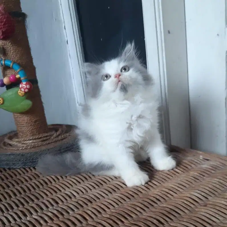 Anakan Kucing Persia Medium