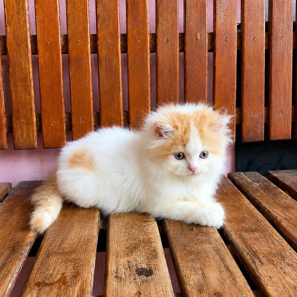 KITTEN PERSIAN FLATNOSE (anakan peaknose)