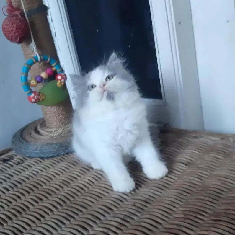 Kitten Persia Medium