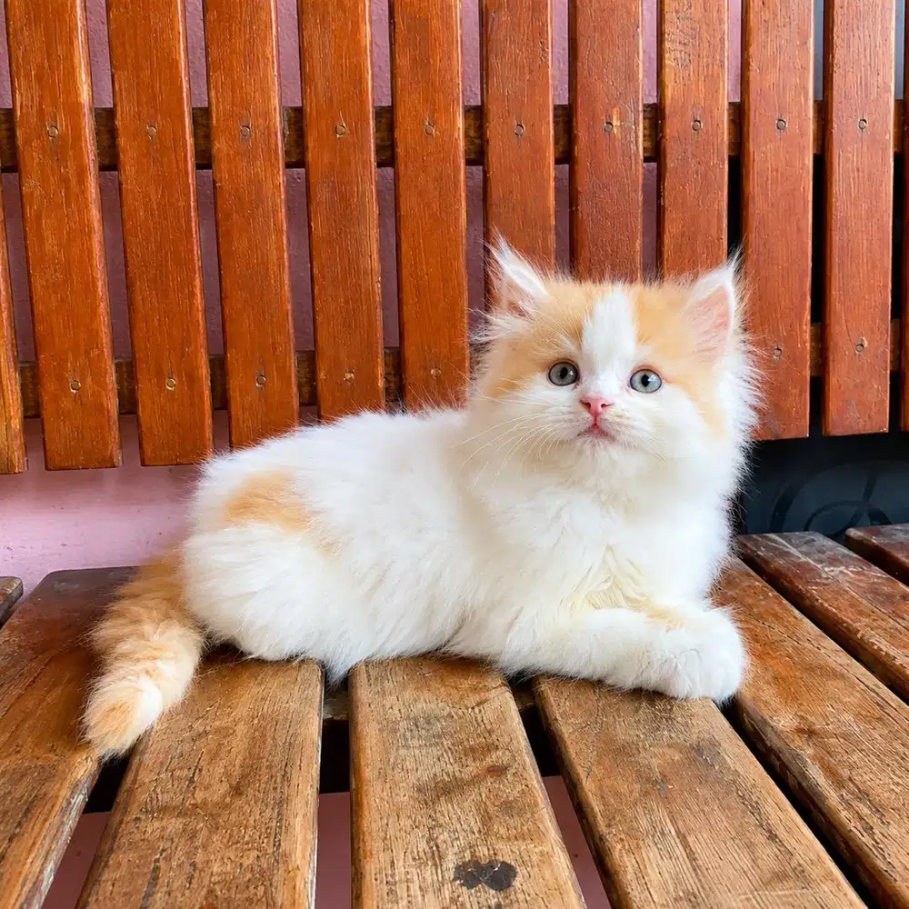KITTEN PERSIAN BULU KAPAS LONGHAIR FLATNOSE (anakn peaknose)
