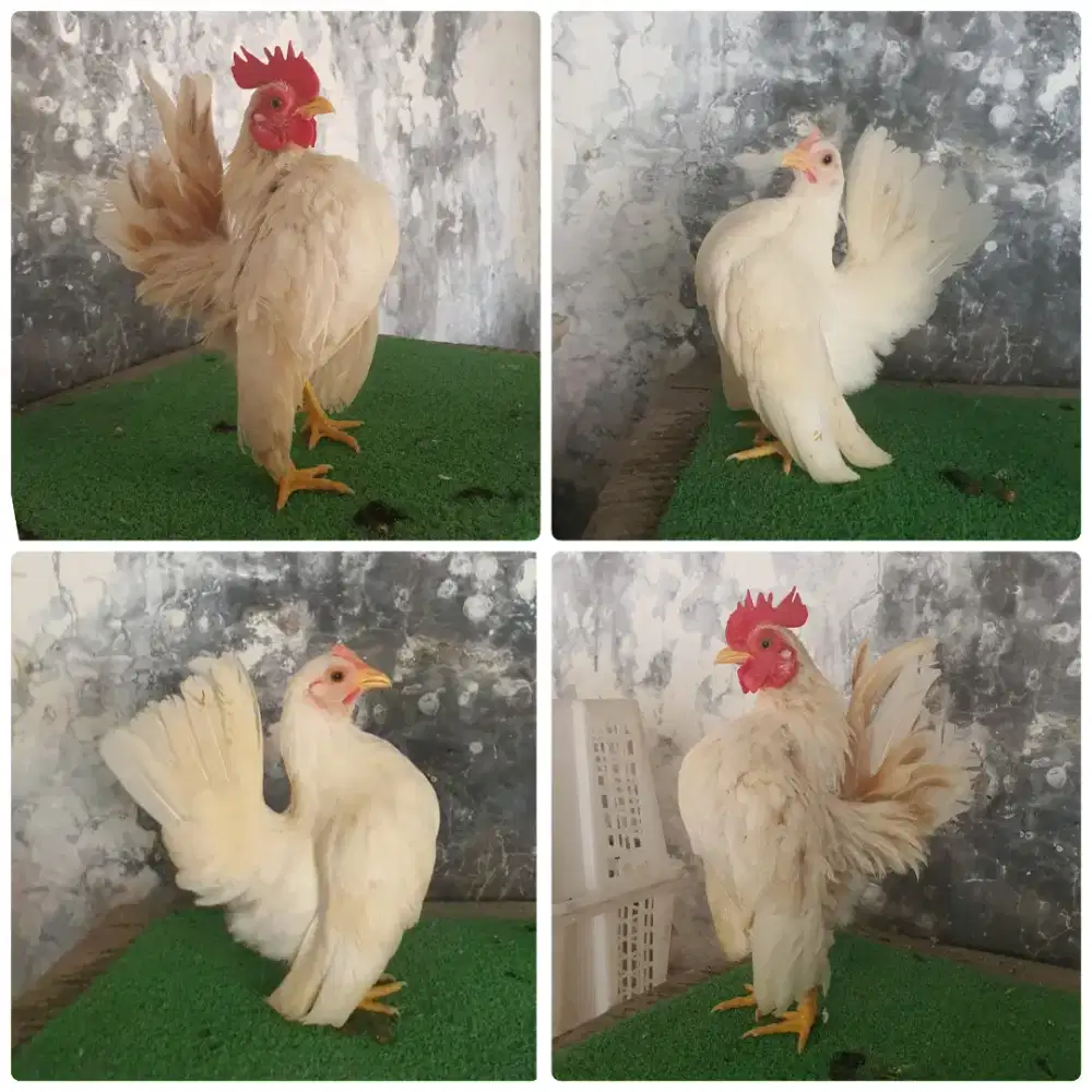 Sepasang serama warna cantik
