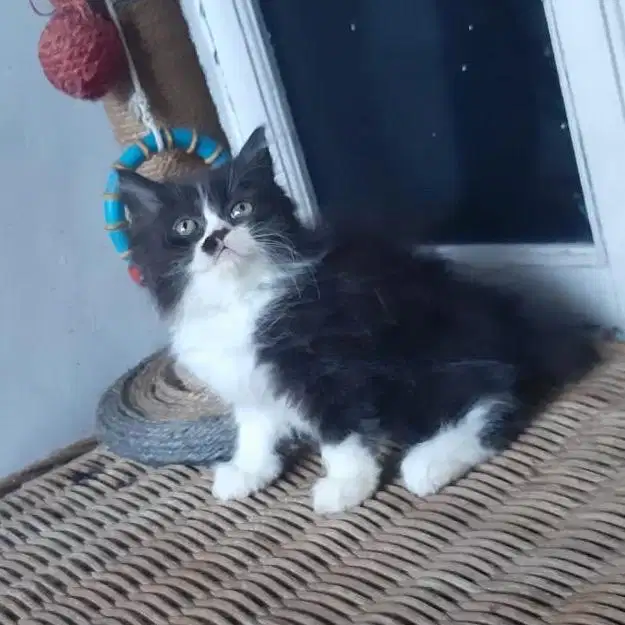 Kucing Persia Medium 2
