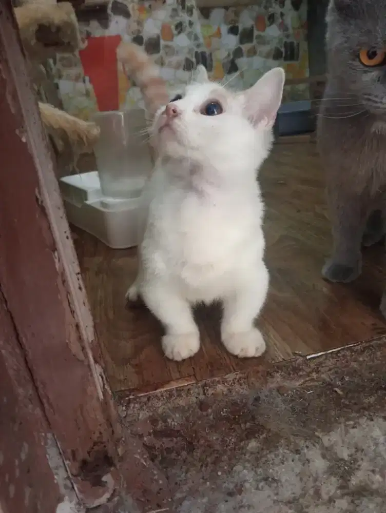 BSH MUNCHKIN JANTAN