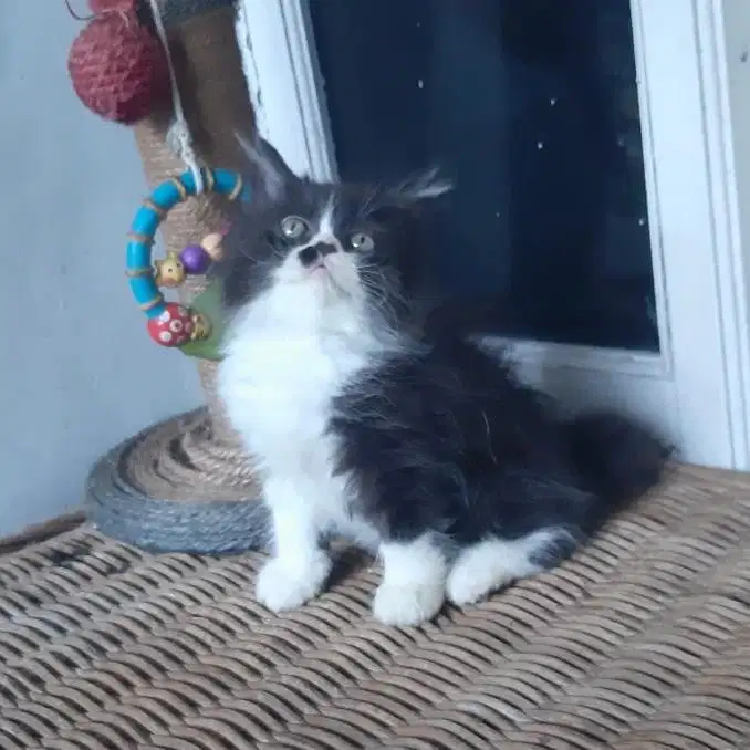 Anakan Kucing Persia Medium 2