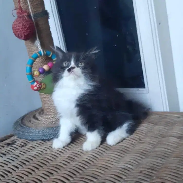 Kitten Persia Medium 2