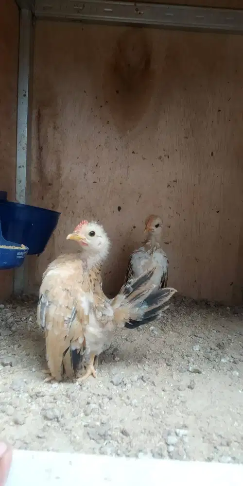 Ayam Serama Bandung