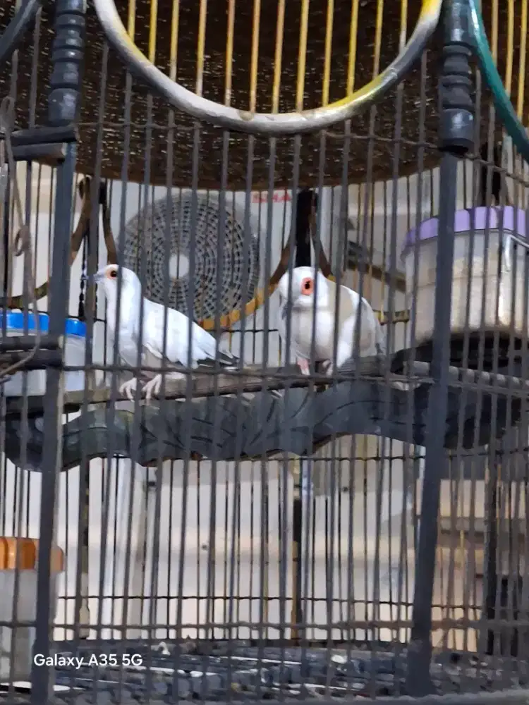 Jual Perkutut Hias i Diamond Dove,import asal timur tengah 1 pasang