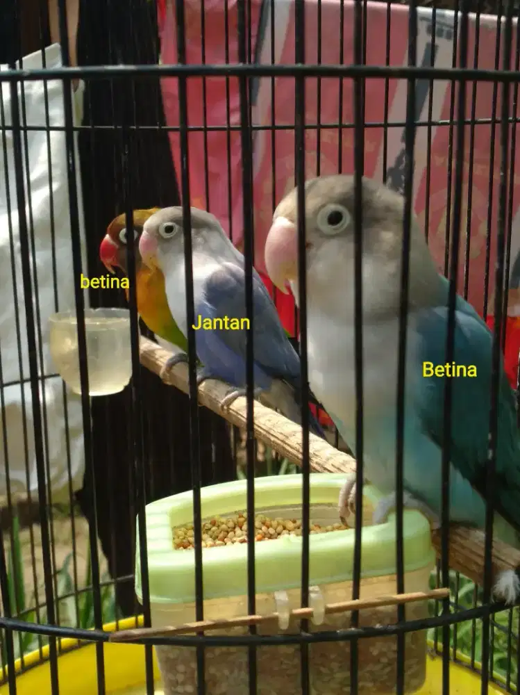 Burung lovebird borongan
