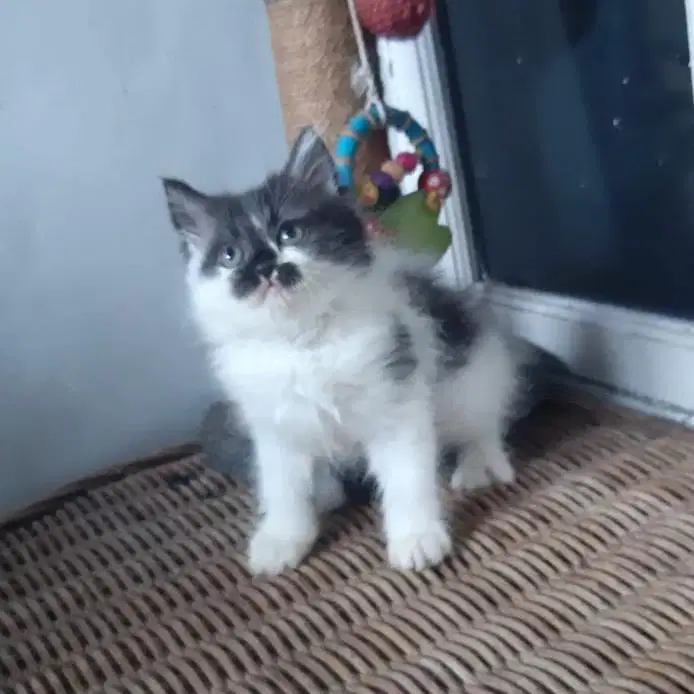 Kucing Persia Medium 3