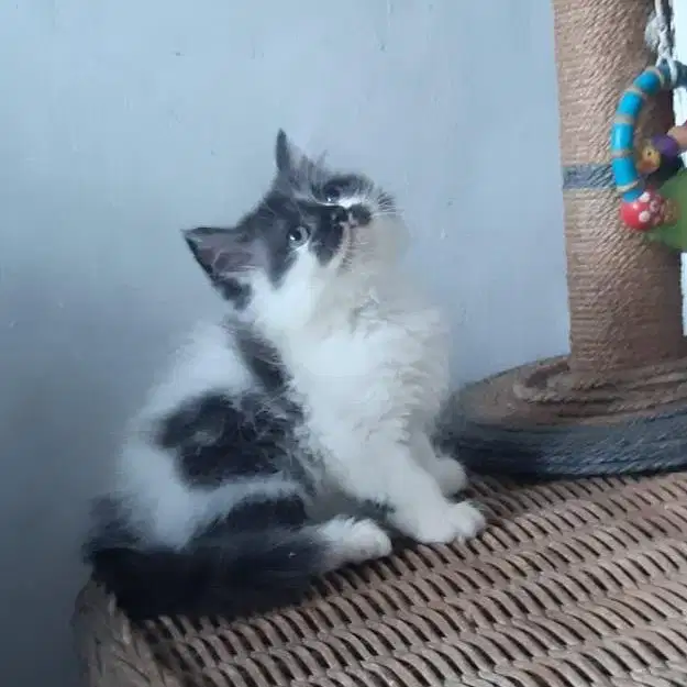 Anakan Kucing Persia Medium 3