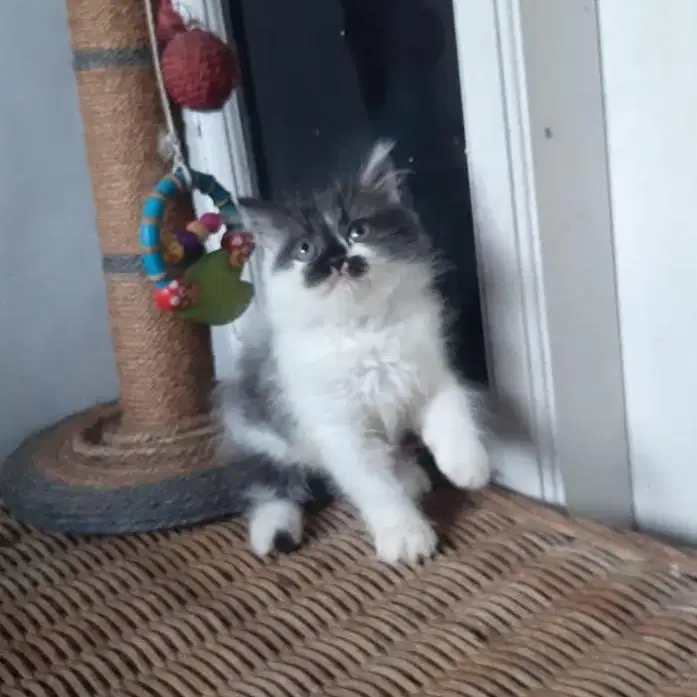 Kitten Persia Medium 3