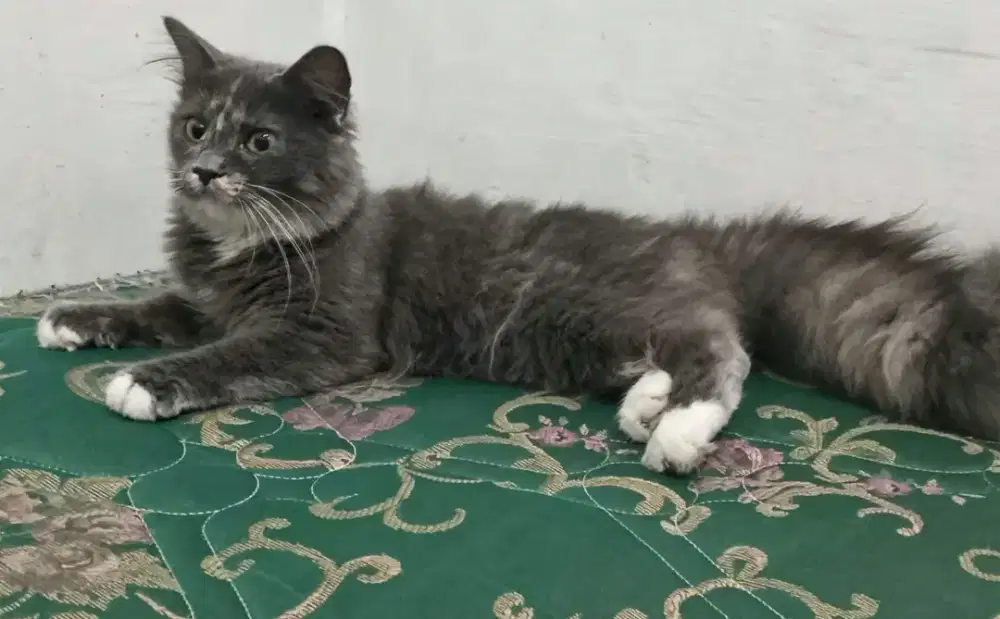 Kucing persia betina