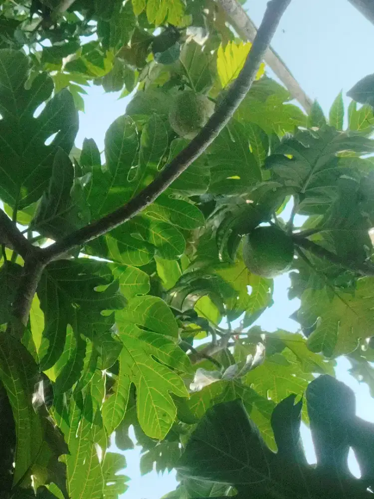 Buah sukun tua segar