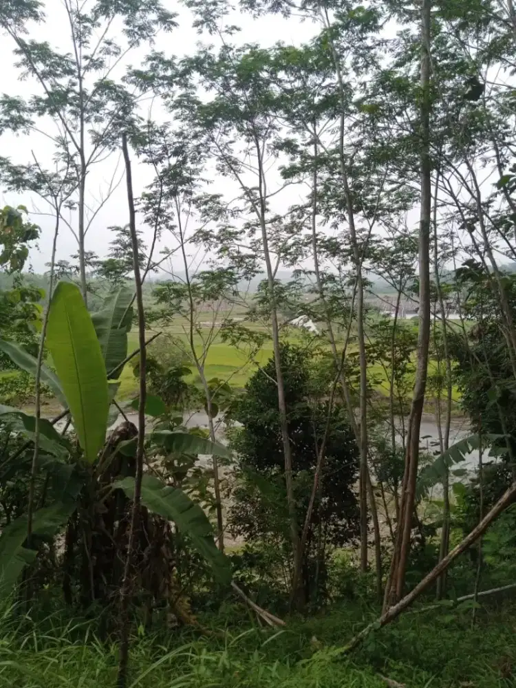 Dijual tanah kebun 110jt nego