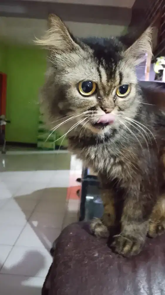 Siapa mau adop kucing