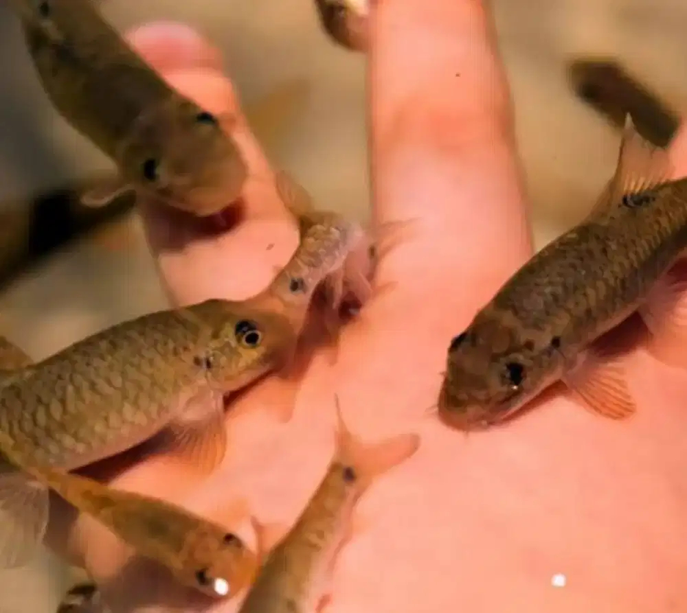 Jual ikan terapi asli turki garra rufa