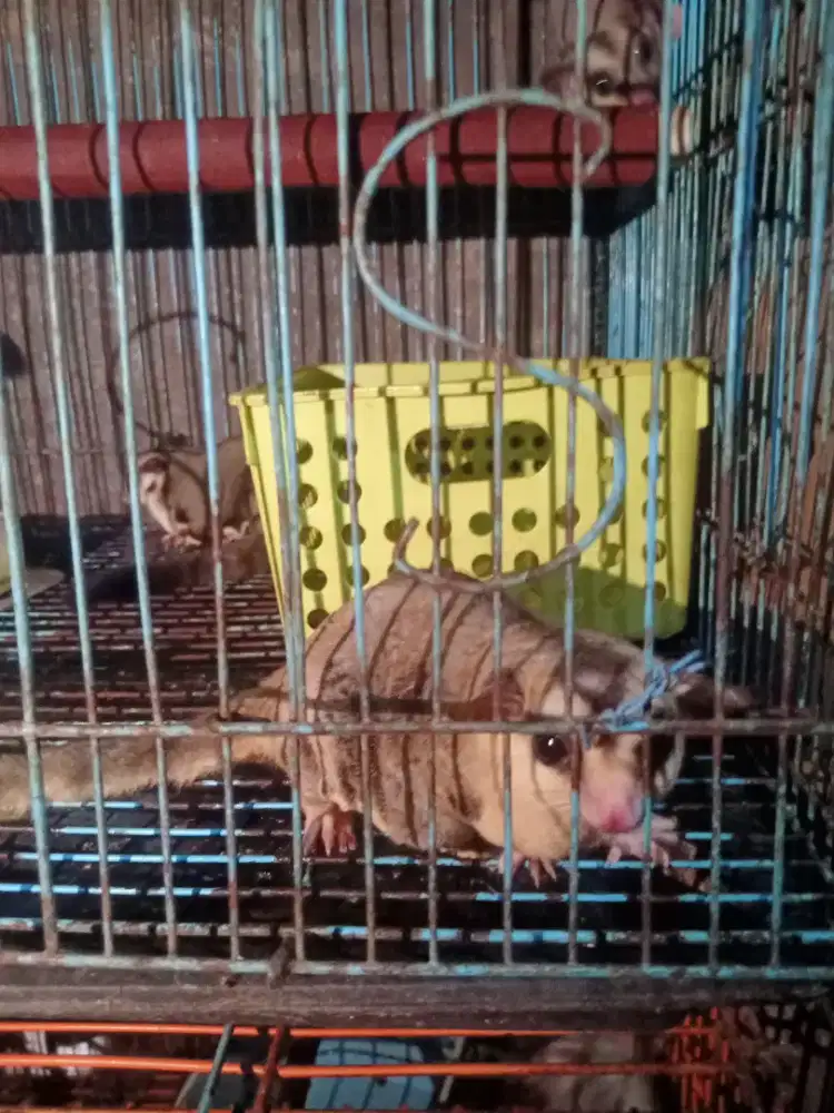 borongan sugar glider clasik grey obes