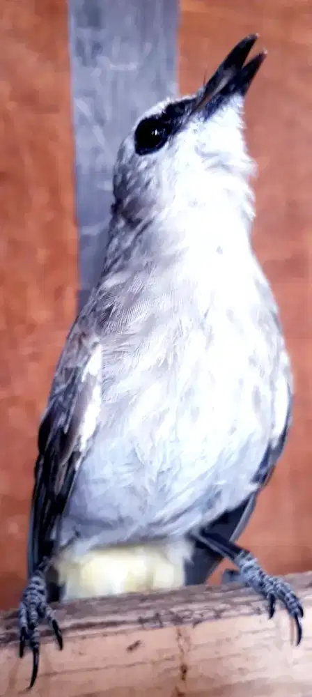 BURUNG TRUCUKAN KAPAS NGAGARUDA ROPEL