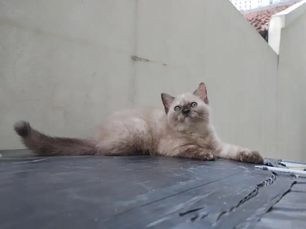 Persia himalaya mix british shorthair / anggora / peaknose / flatnose