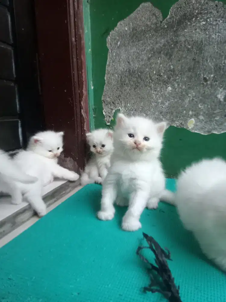 Kucing Persia kitten anakan white solid