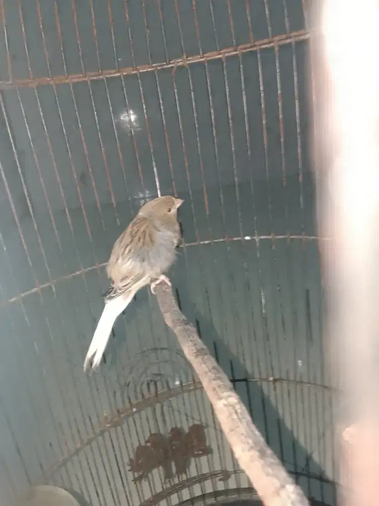Burung kenari masih remaja roldot