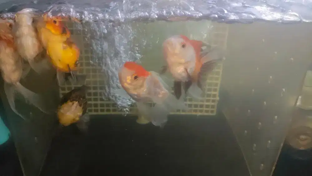 Ikan Mas Koki / Gold Fish