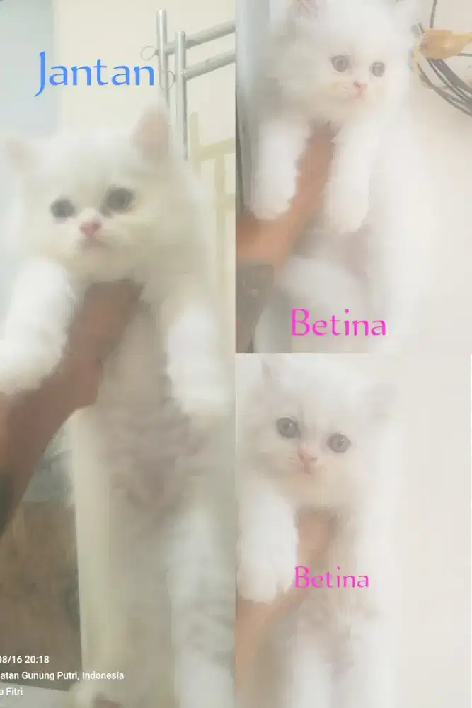 Kitten Persia Flatnose