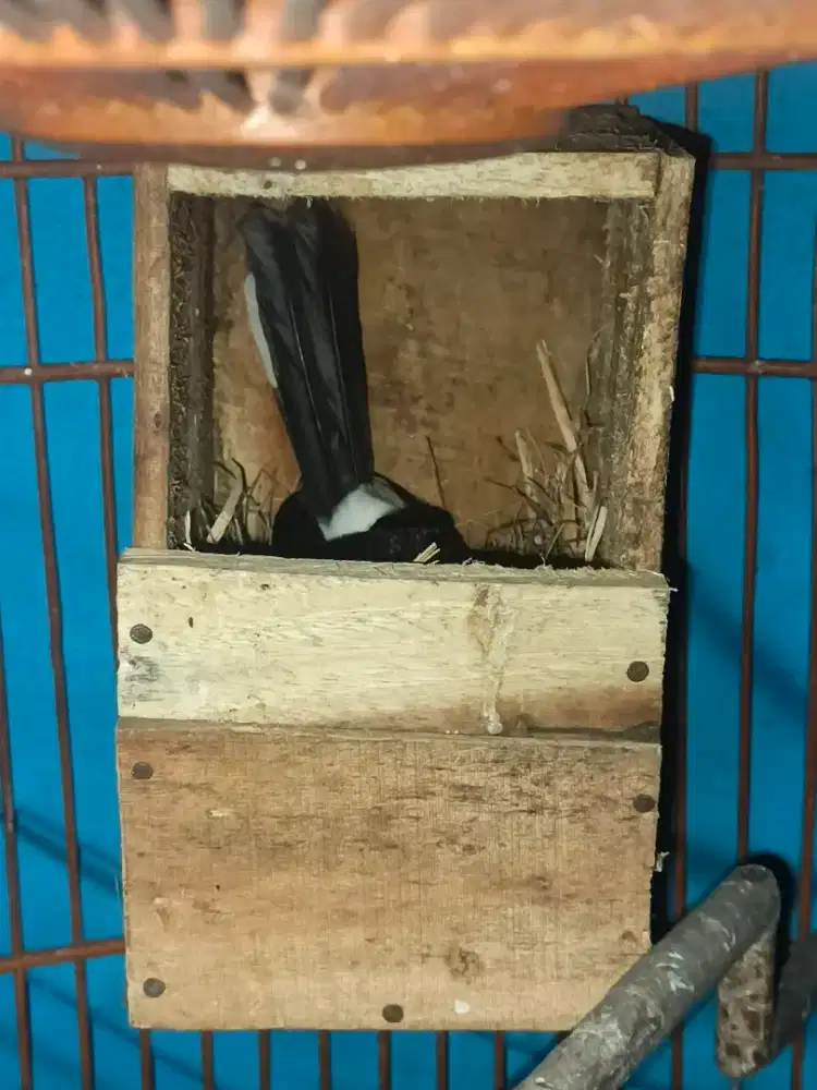 Sepasang murai Batu + telur 3