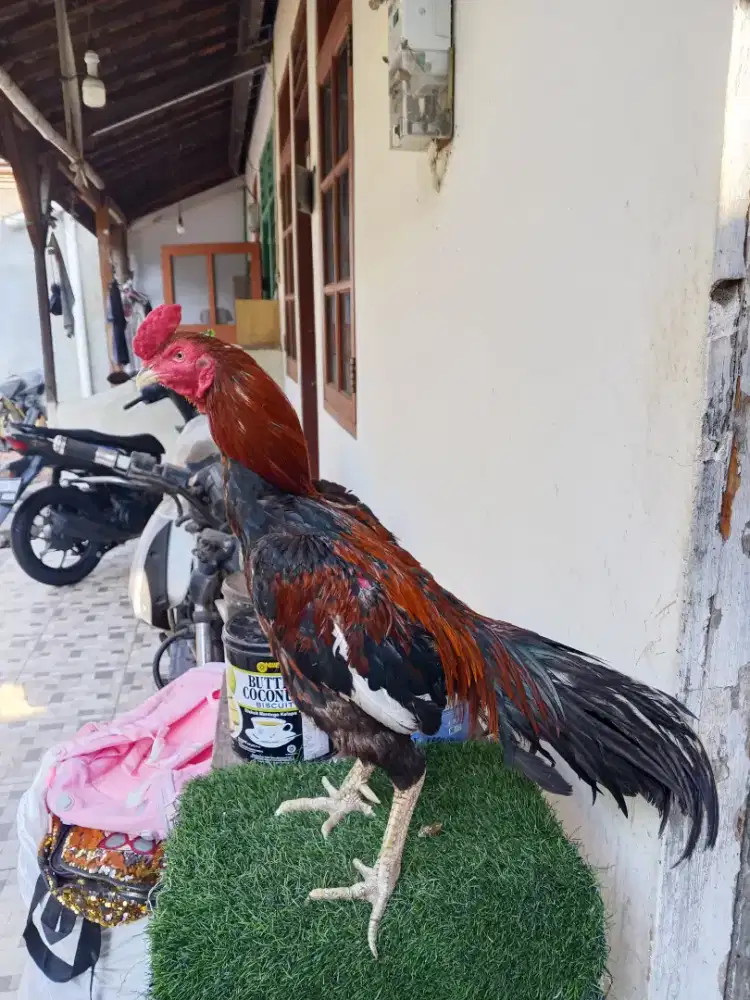 Ayam Bangkok Jalu