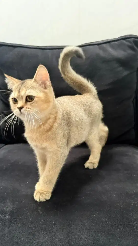 Scottish bsh line import