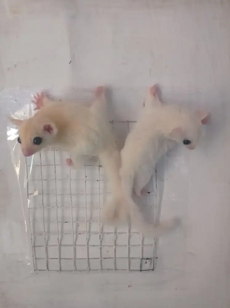 Sugar glider leucistic