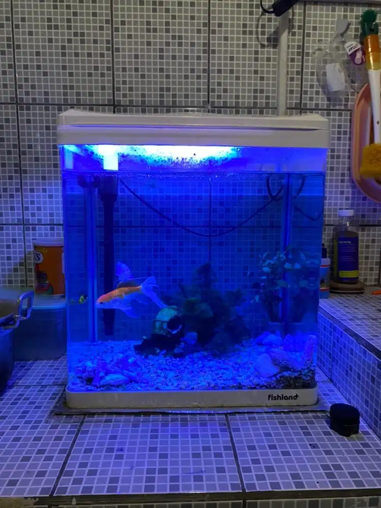 Aquarium Fishland