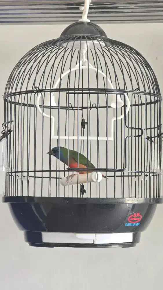 Pipit tricolor jantan