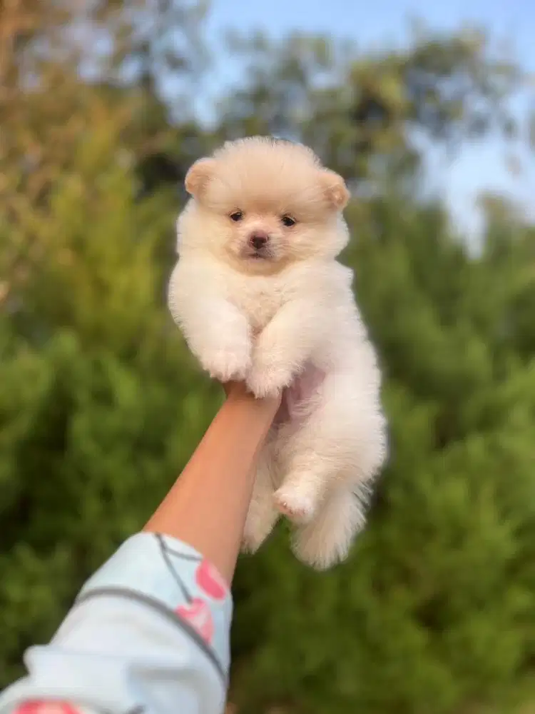Superminipom jantan kosongan