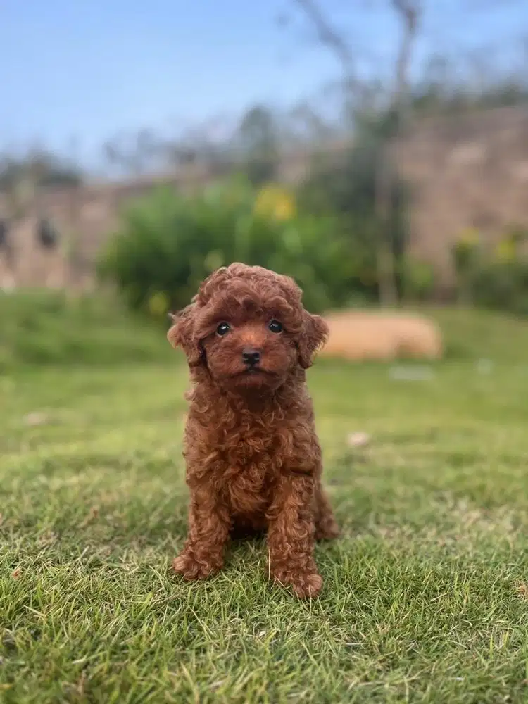 Super redtoy poodle betina kosongan
