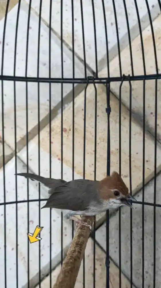 Burung yuhina bagus