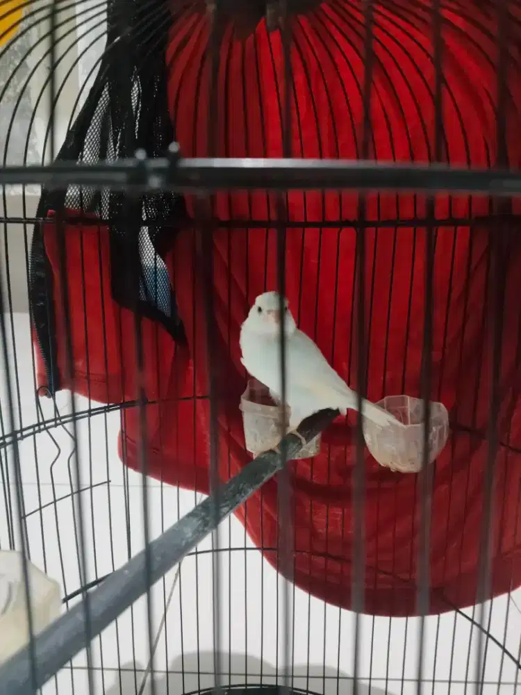 Burung kenari PAUD riwik