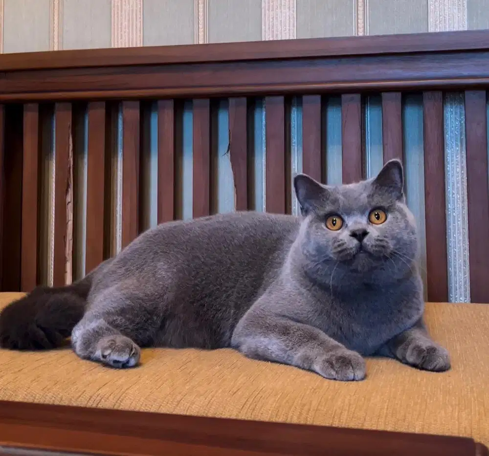 British shorthair betina import
