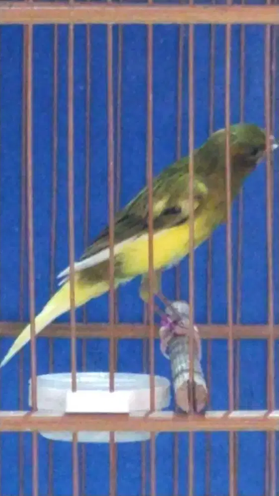 Burung kenari F1bb x F1sf gacor door